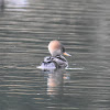 Hooded merganser (female)