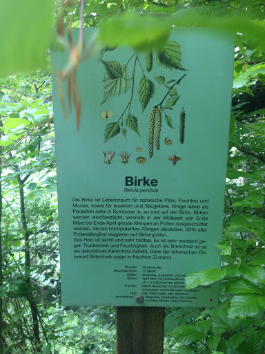 Birke