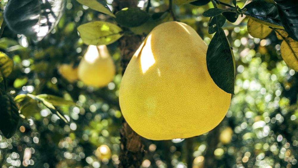 pear fruit