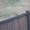 Northern Flicker