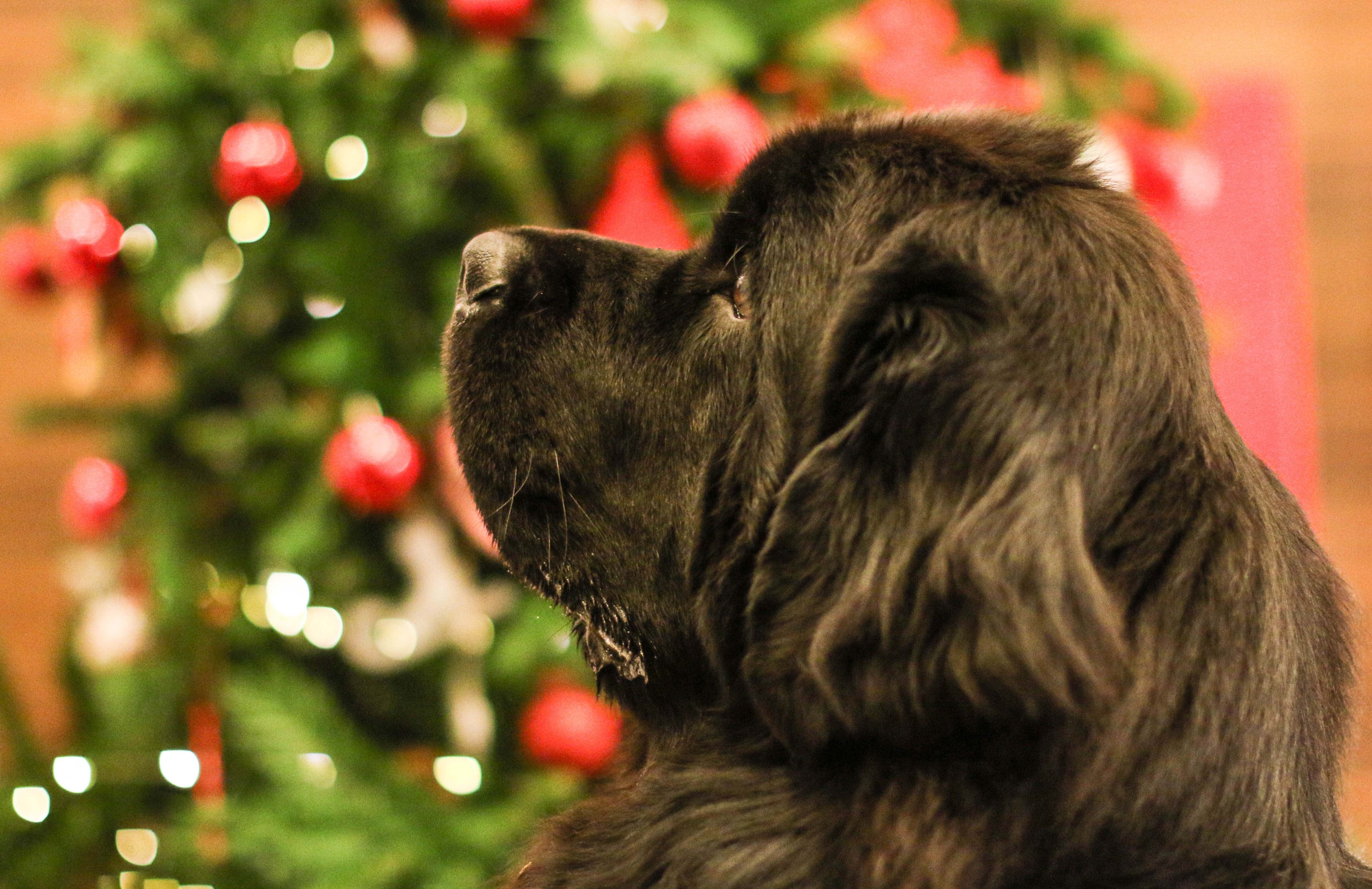 Uno sguardo al Natale di FilippoColombo