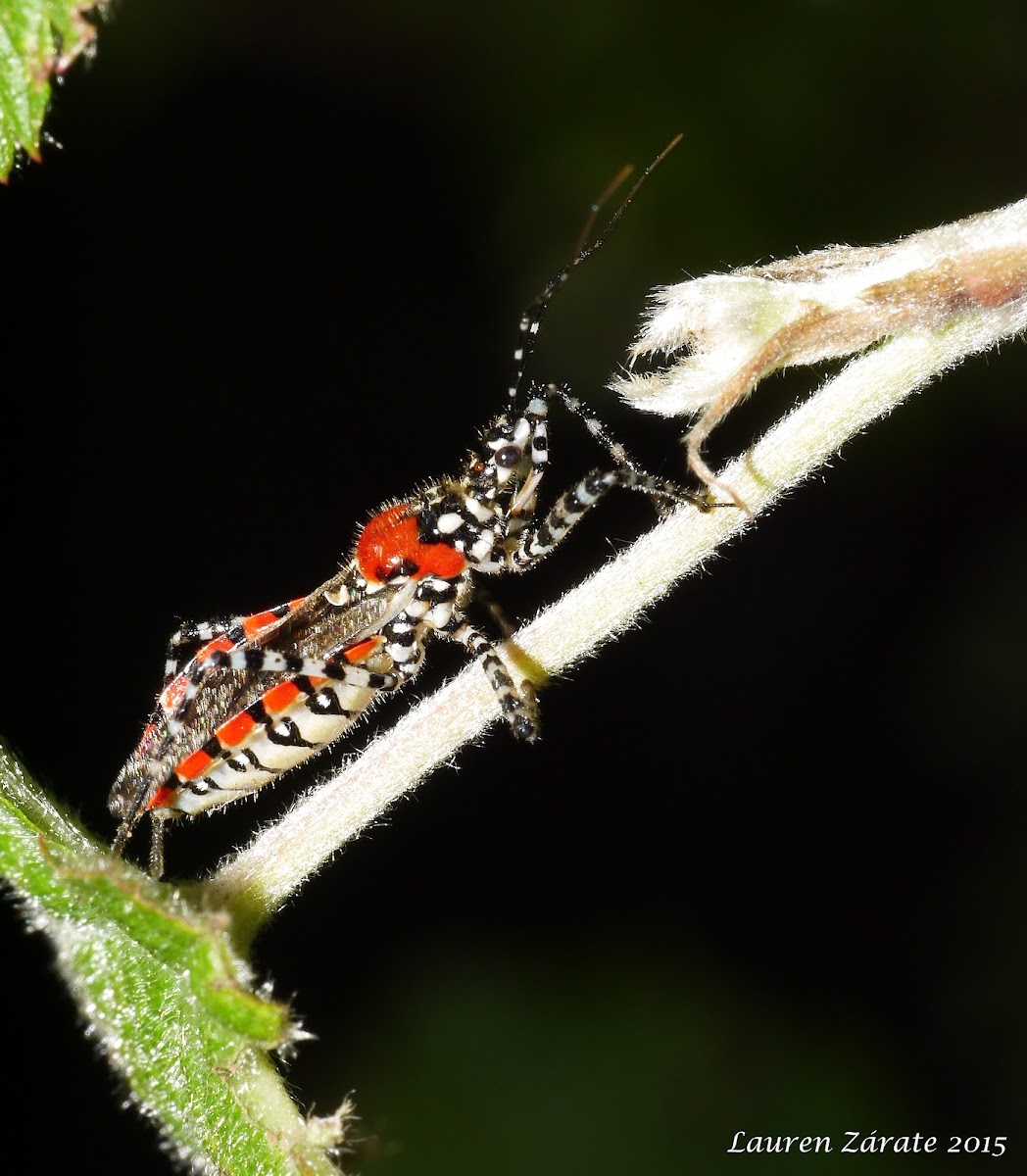 Banded Assassin Bug