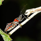 Banded Assassin Bug