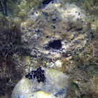 Loggerhead Sponge