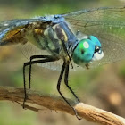 Blue dasher(male)