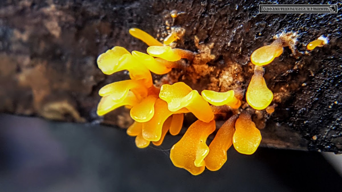 Fan-shaped Jelly Fungus