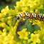 Ailanthus Webworm Moth