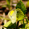 Dainty Sulphur Butterfly