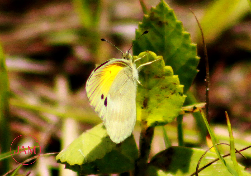 Dainty Sulphur Butterfly