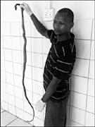 DEAD: A mortuary attendant displays the snake.Circa 20/01/2009. © Sowetan. Pic. Alex Matlala.