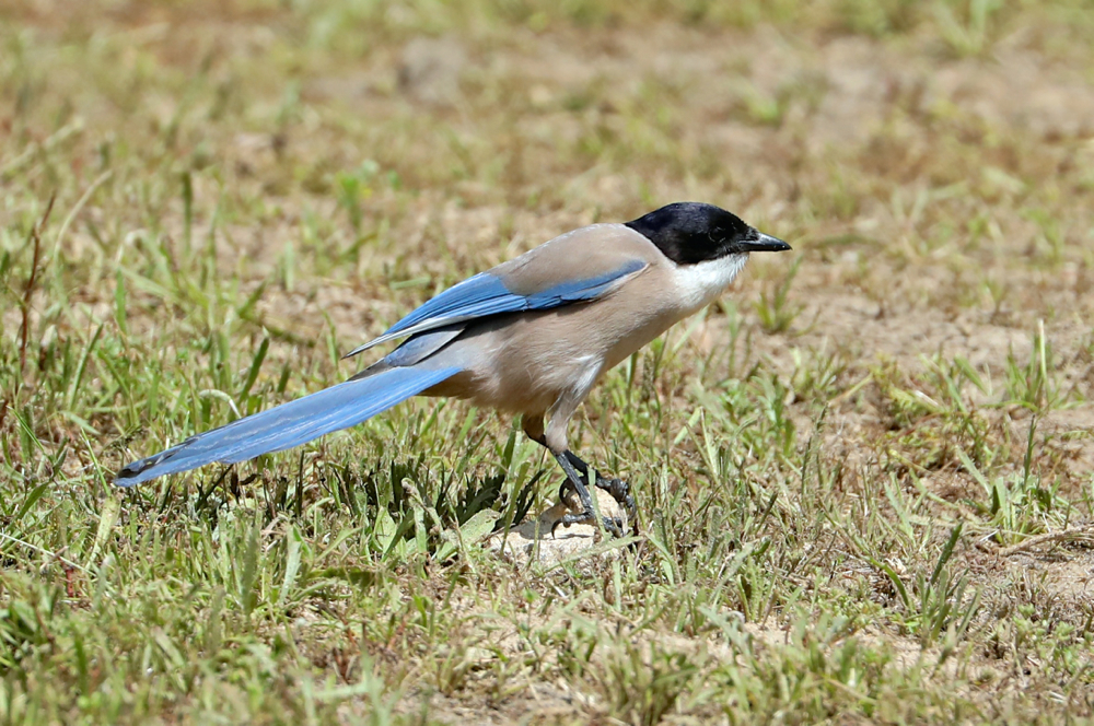 Iberian Magpie