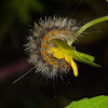 Caterpillar