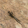 Orthetrum luzonicum (female) 呂宋灰蜻(雌)