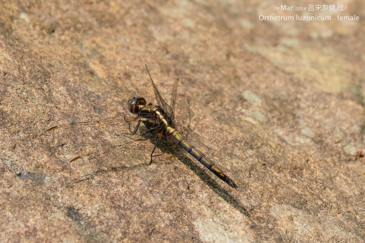 Orthetrum luzonicum (female) 呂宋灰蜻(雌)