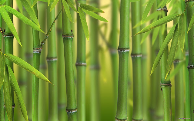 Bamboo chrome extension