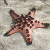 Horned Sea Star