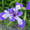 Blue flag iris