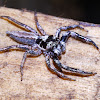 Jumping Spider