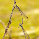 Caballito del diablo (Common winter damselfly)