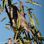 House Sparrow; Gorrión Común