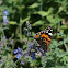 Australian painted lady