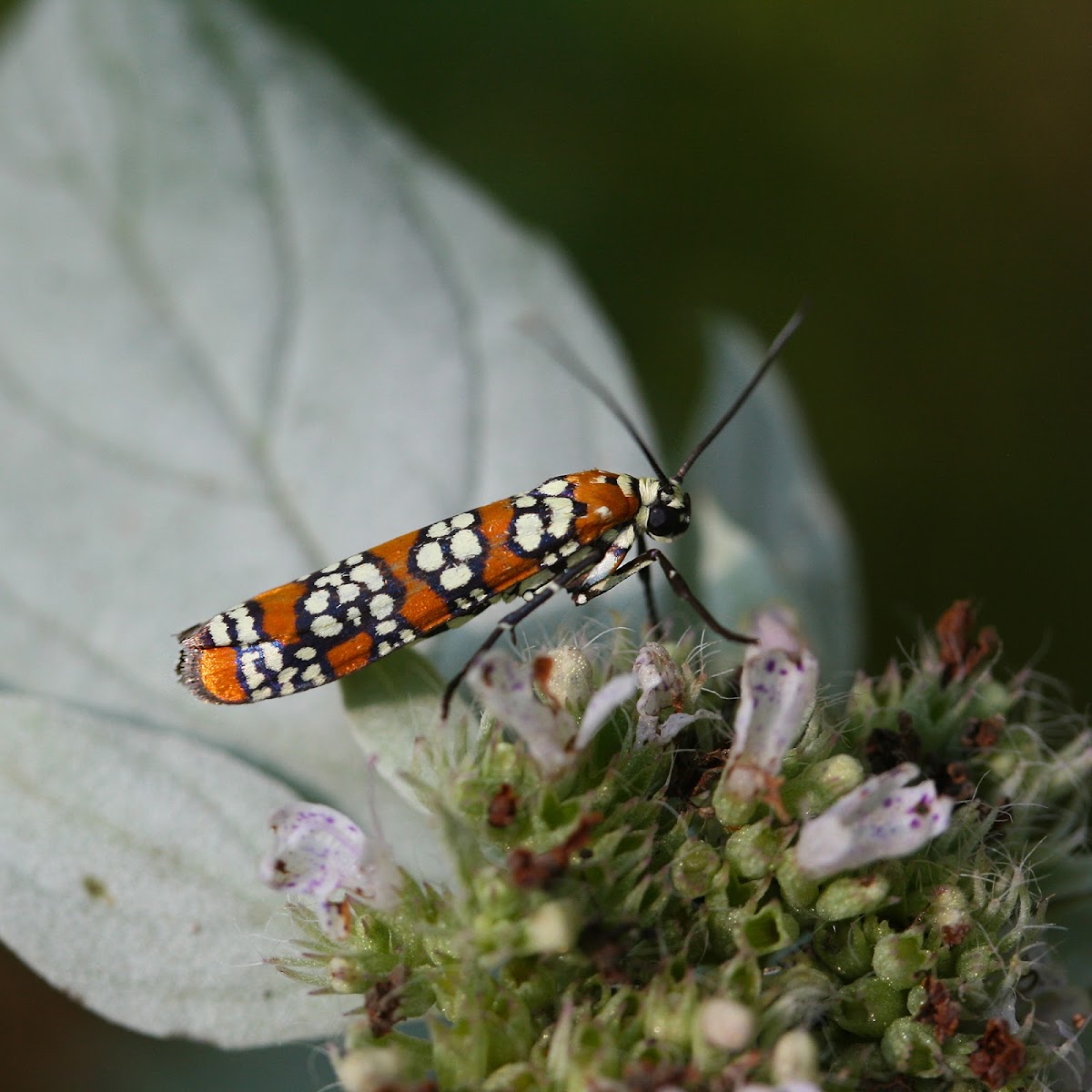 Ailanthus Webworm Moths