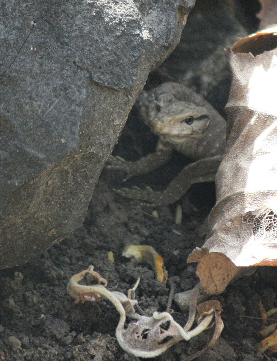 Bengal Monitor