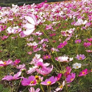 大溪花海農場