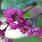 Clerodendron - Bleeding-heart.