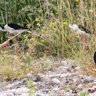 Black-winged Stilt; Cigüeñuela