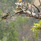 Coppersmith Barbet