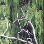 White eyed parakeet