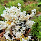 Tuckerman's Coral Lichen