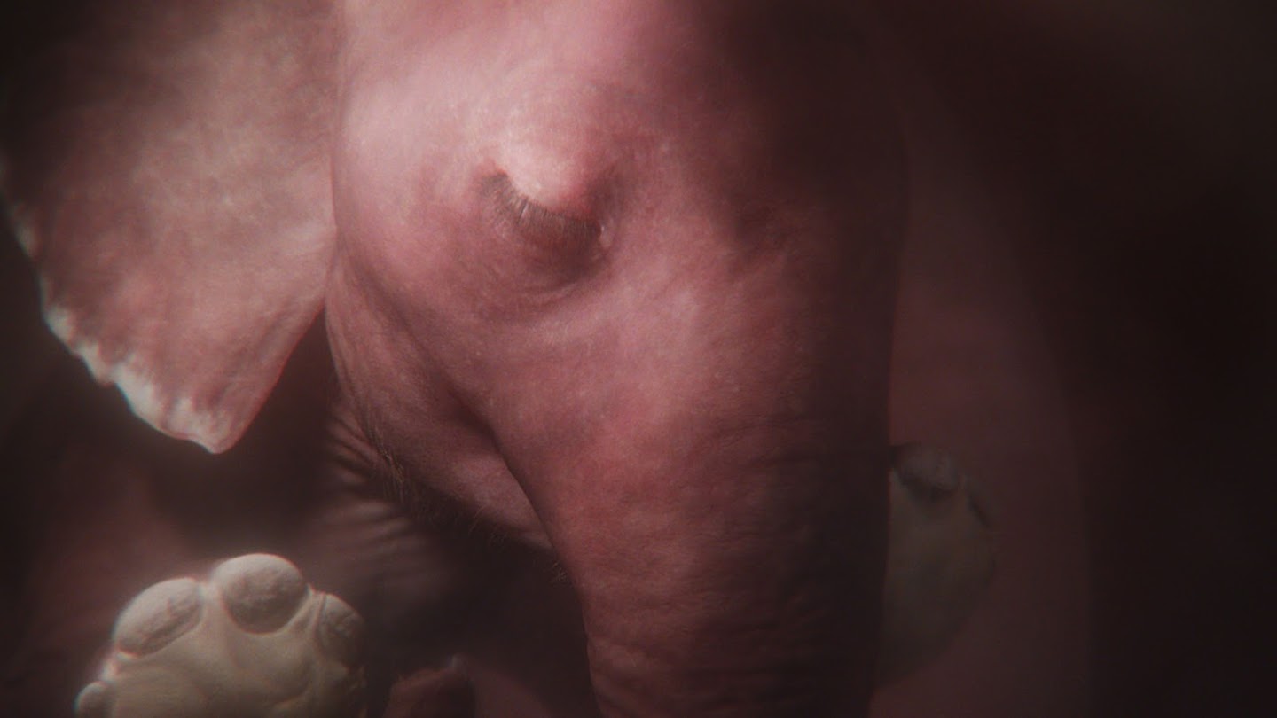 In the Womb: Animal Babies