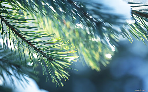 Fir-tree