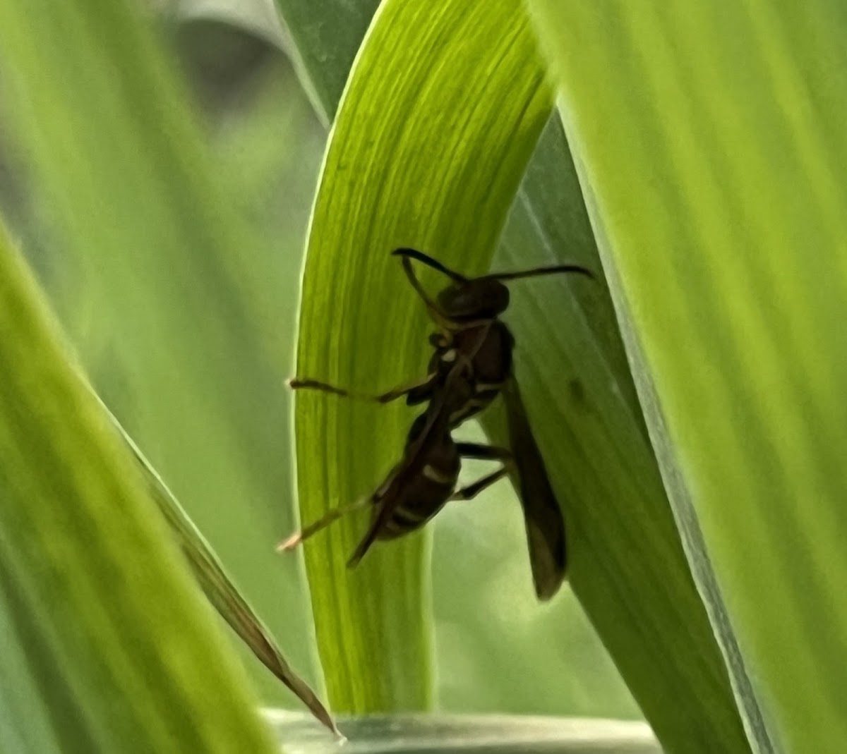 Paper Wasp