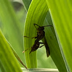 Paper Wasp