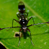 Stalk-Eyed Fly