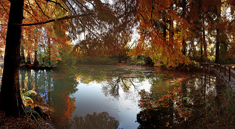 Riflessi dorati di Amadeus