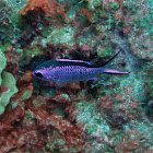 Blue Reef Chromis