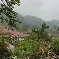 台灣農林熊空茶園