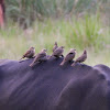 Brown-headed cowbird (female)