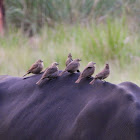 Brown-headed cowbird (female)