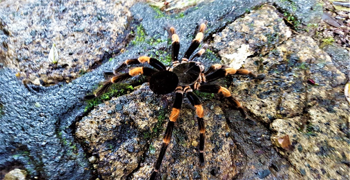 Orange Kneed Tarantula