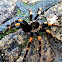 Orange Kneed Tarantula