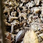 Woodlouse