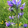 Viper's-bugloss