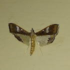 Mung Bean Moth