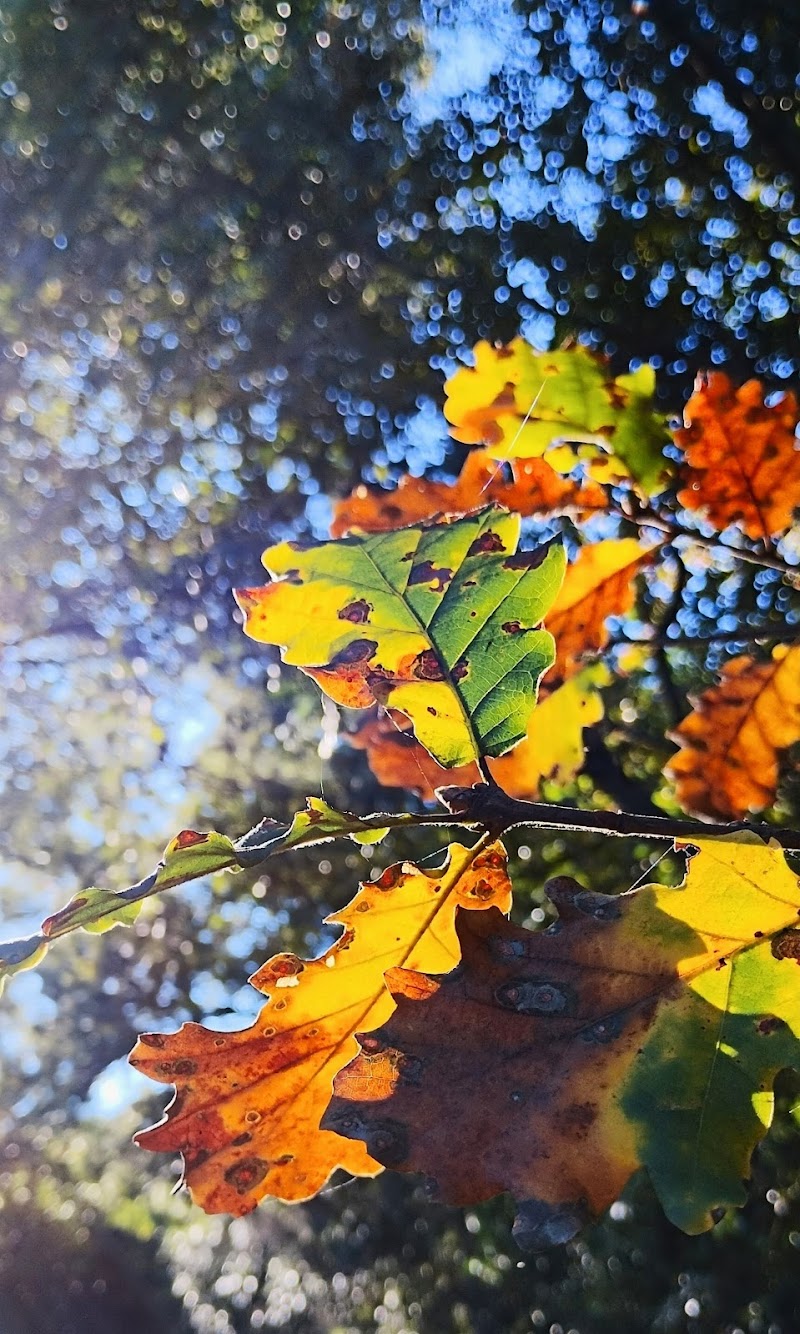 l'inverno? Sì, fa sempre più caldo! di Inge