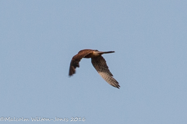 Kestrel; Cernicalo Real